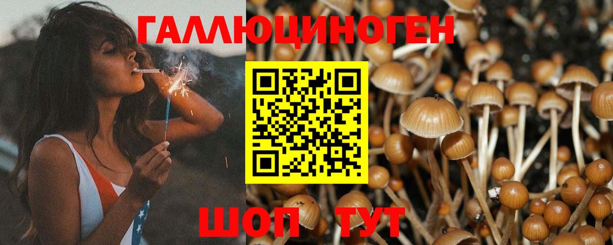 Можайск  Псилоцибиновые грибы Psilocybe  Вход с VPN 